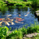 pond pump