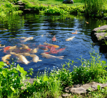 pond pump
