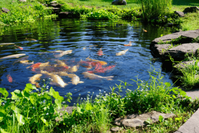 pond pump