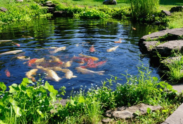 pond pump